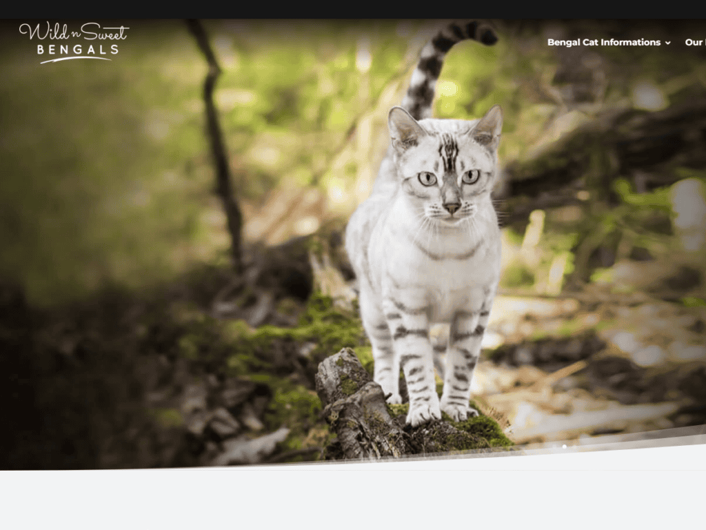 Wild N Sweet Bengals – Website Redesign
